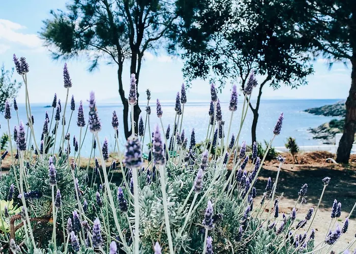 別荘 The Elaia House Mykonos *