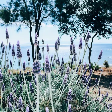 펜션 The Elaia House Mykonos *